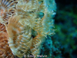 Featherworm Abstract by Emily Melvin 